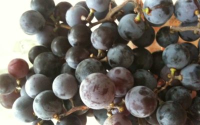 It’s Concord Grape Season!