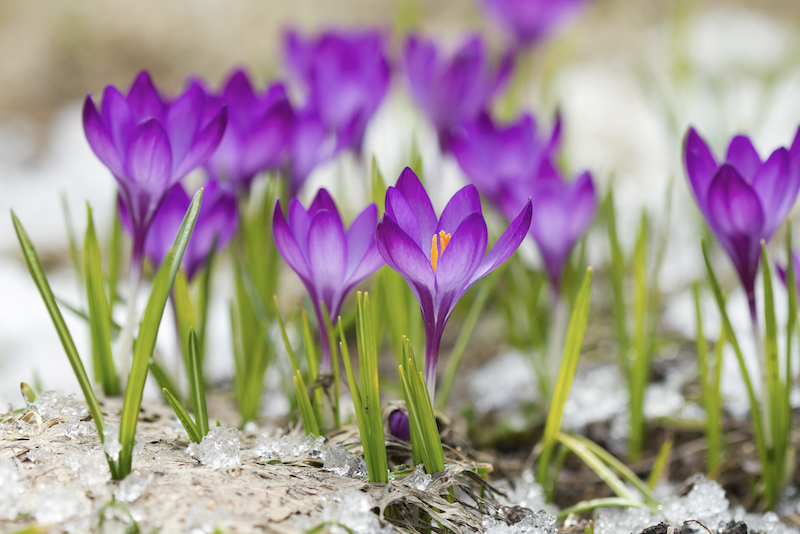 Celebrating the Spring: A Time For Growth